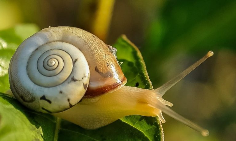 snail 405384 1280 1 1000x600